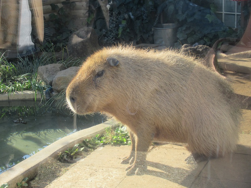 ファイル:Capybara.jpg