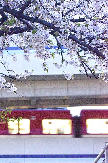 1500×桜.jpeg