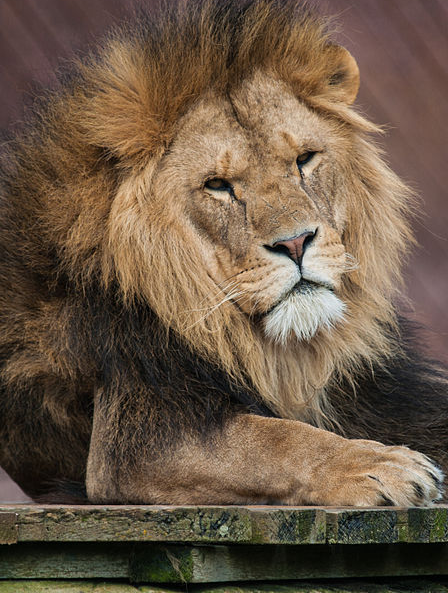 ファイル:動物園のライオン.png