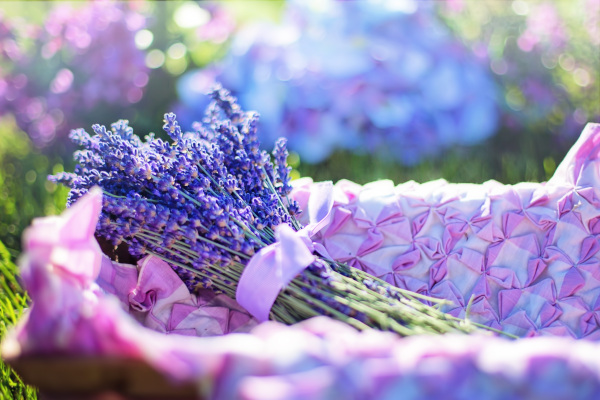 ファイル:Lavender.jpg