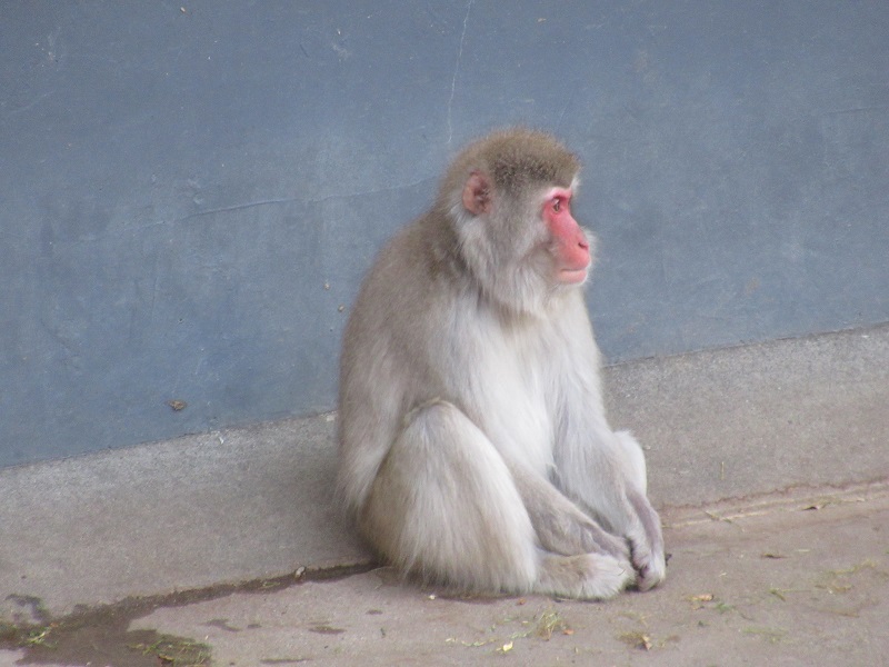 ファイル:Japanese macaque.jpg