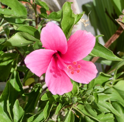 ファイル:Hibiscus Ice pink.jpg