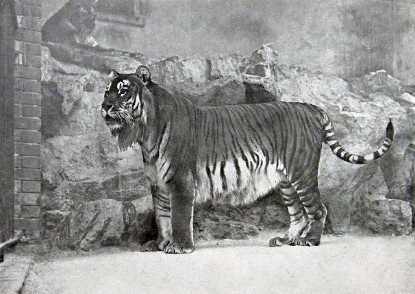 ファイル:Panthera tigris virgata.jpg