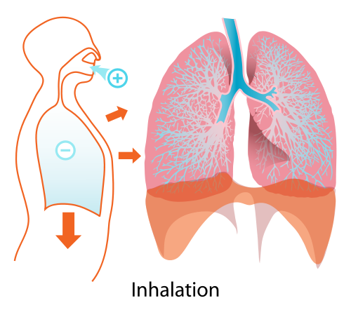 ファイル:Inhalation diagram-500px.svg.png