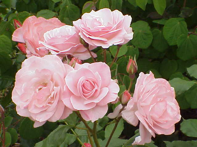 ファイル:Rosa sp.269.jpg