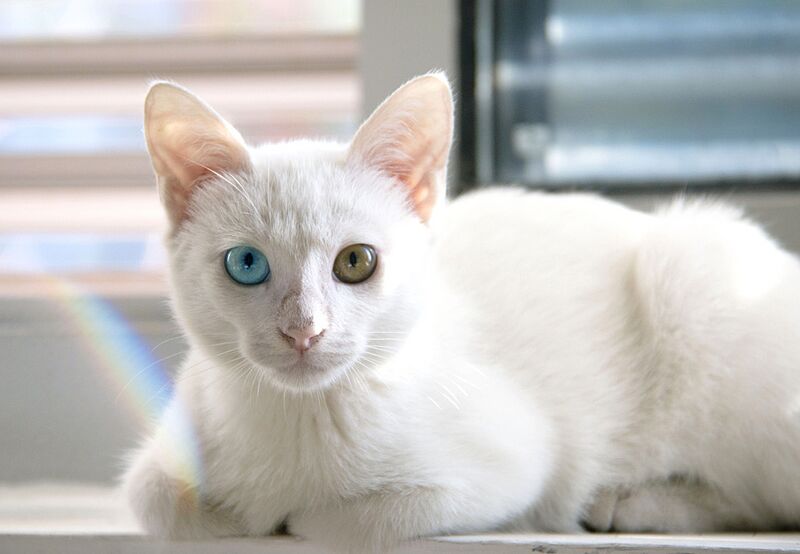 ファイル:Odd-eyed-cat-1024px.jpg