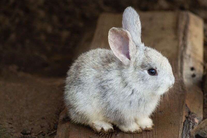 ファイル:Little rabbit-1024x.jpg