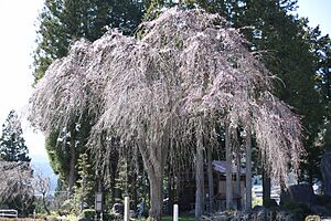 三分咲きの枝垂れ桜