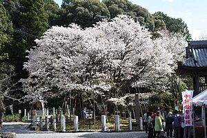 桜の全景