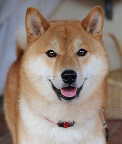 Shiba inu taiki.jpg