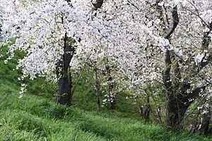 奈良津堤に咲く白い桜