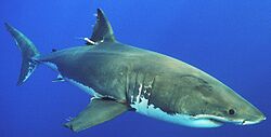 White shark with PSAT.jpg