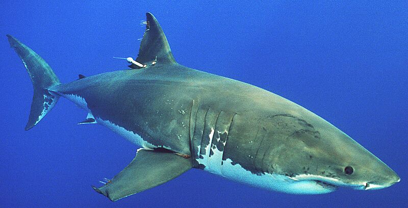 ファイル:White shark with PSAT.jpg