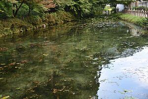 Monet-pond-01.jpg