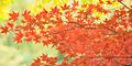 Autumn-leaf-color-1024px.jpg