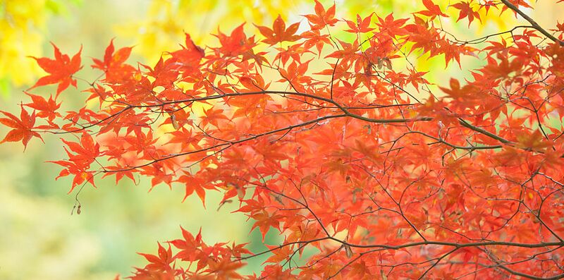 ファイル:Autumn-leaf-color-1024px.jpg