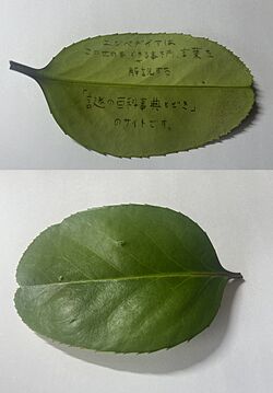 Ilex latifolia lettered leaf.jpg