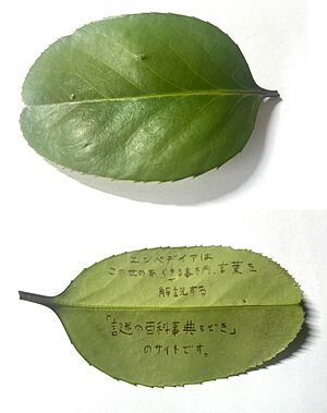 Ilex latifolia lettered leaf.jpg