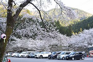 駐車場内の桜