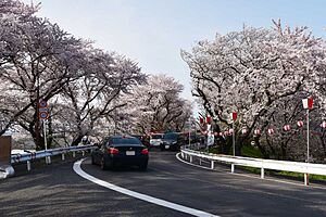 奈良津堤の桜並木