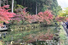 紅葉のあるモネの池の風景