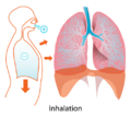 Inhalation diagram-500px.svg.png