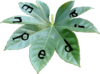 Enpedia logo2.png