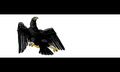 プロイセン自由州旗(1918-1933).png