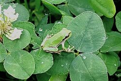 Japanes tree frog.jpg