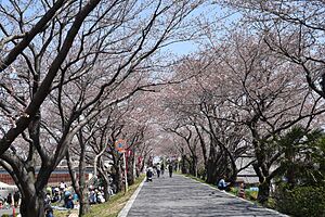 墨俣城に向かう桜並木
