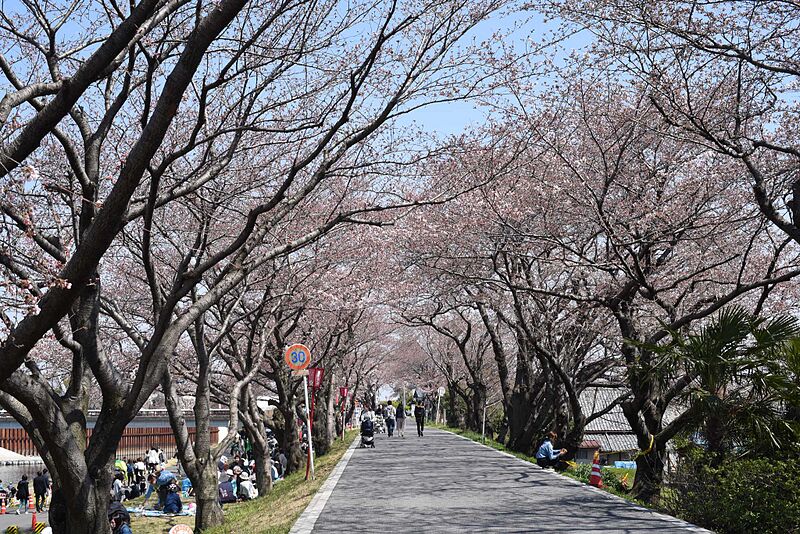 ファイル:SUNOMATA-桜並木.jpg