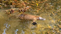 Wild Platypus 4.jpg