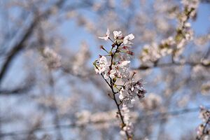 奈良津堤の桜アップ