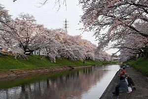 新境川から桜を臨む