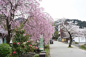 岐阜公園駐車場付近の桜